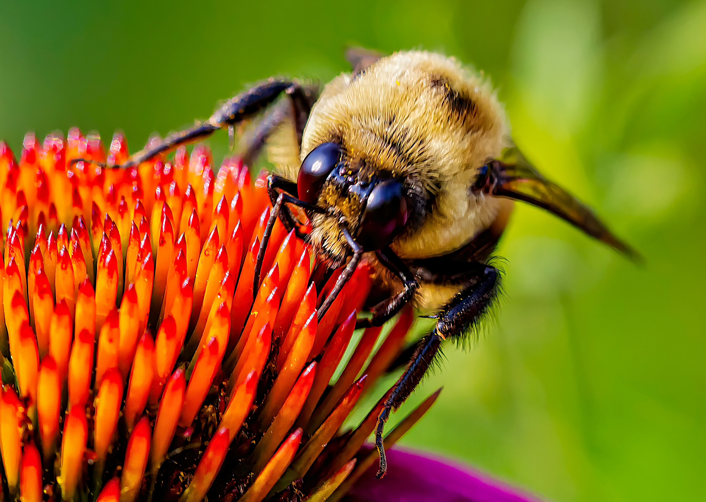 MCT Pollinator Pathway